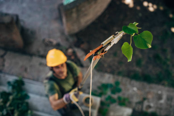 Best Tree Trimming and Pruning  in Congers, NY